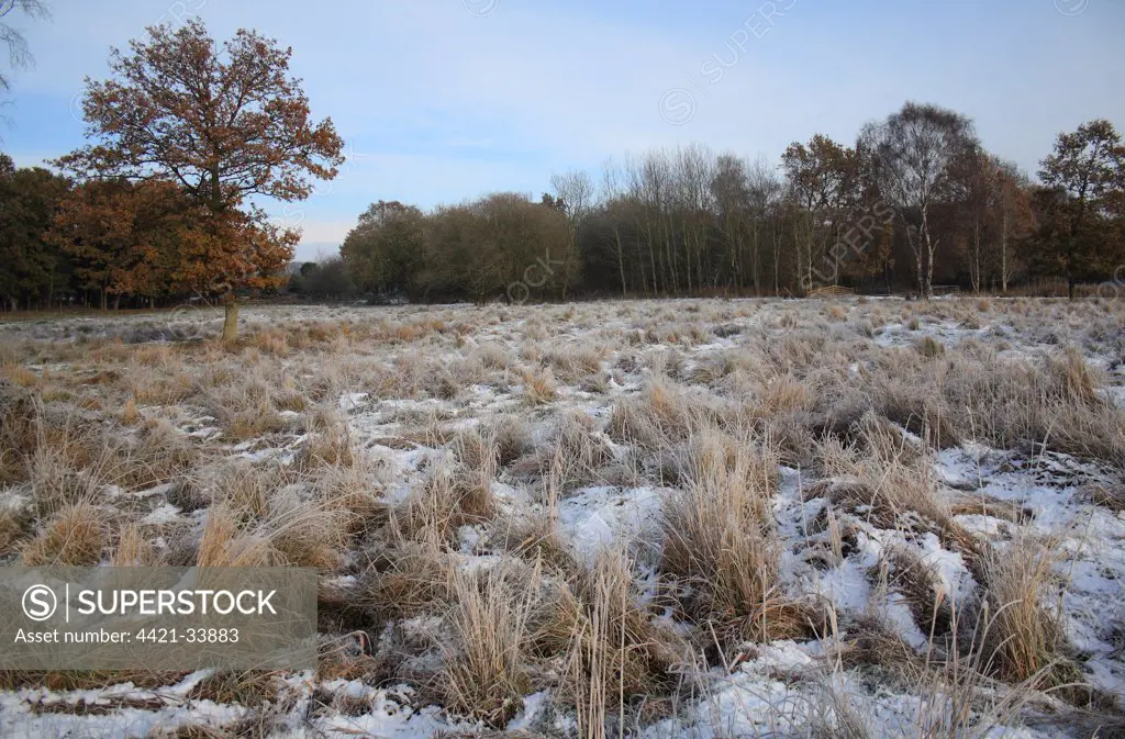 View of frost and snow covered fen meadow habitat, in river valley fen, Redgrave and Lopham Fen N.N.R., Waveney Valley, Suffolk, England, november