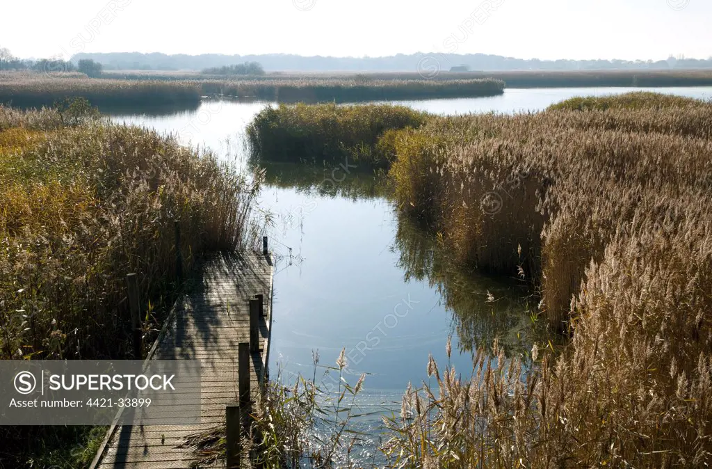 View of jetty in reedbed habitat, Hickling Broad Nature Reserve, River Thurne, The Broads N.P., Norfolk, England, november