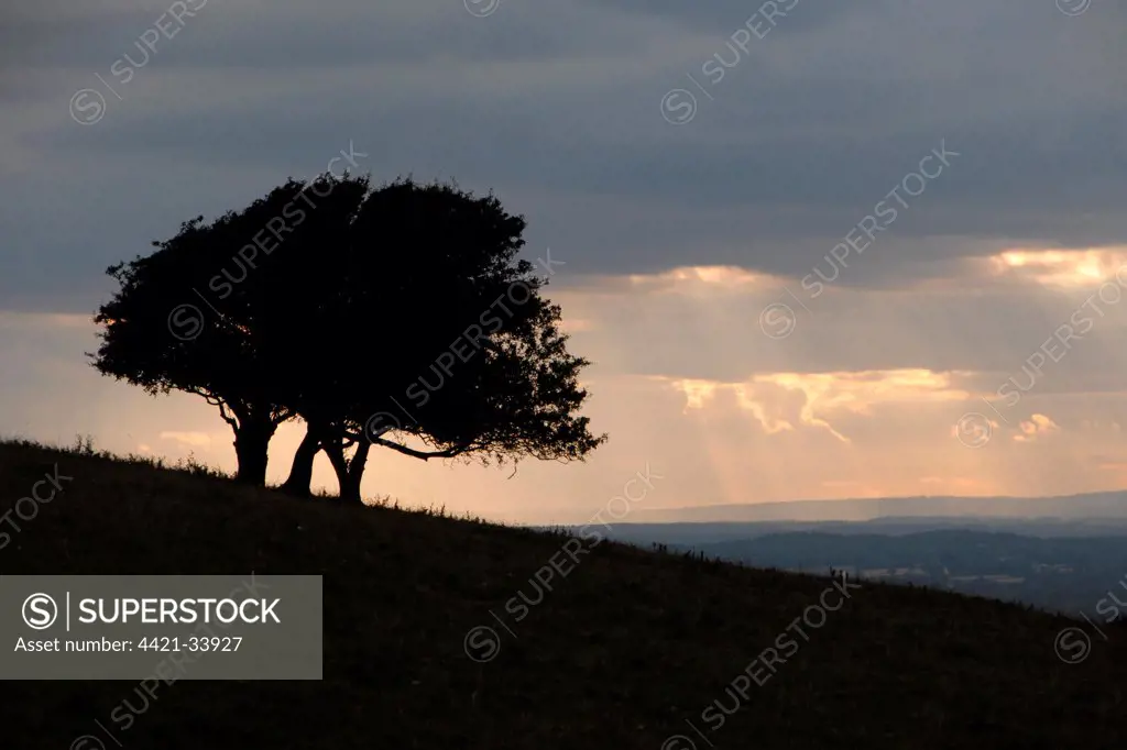Trees on hillside silhouetted at sunset, Fulking Escarpment, near Devil's Dyke, South Downs N.P., West Sussex, England, august