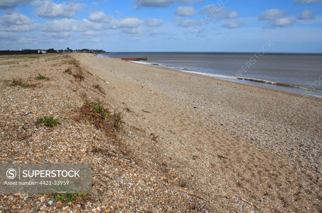 Coastal vegetated shingle, relict storm beach ridge and beach habitat, The Haven, Thorpeness, Suffolk, England, february