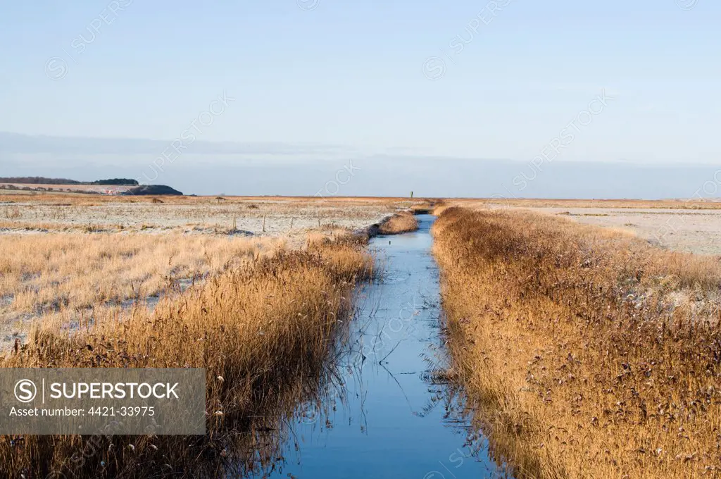 View of reed fringed ditch in snow covered coastal wetland habitat, Salthouse, Norfolk, England, january