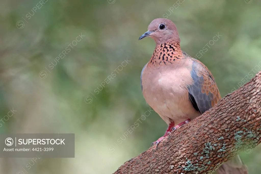 Laughing Dove (Streptopelia senegalensis) adult, perched on branch, Gambia, january