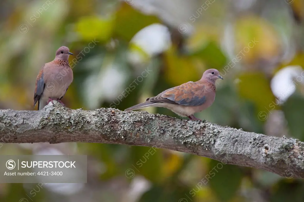 Laughing Dove (Streptopelia senegalensis) adult pair, perched on branch, Uganda