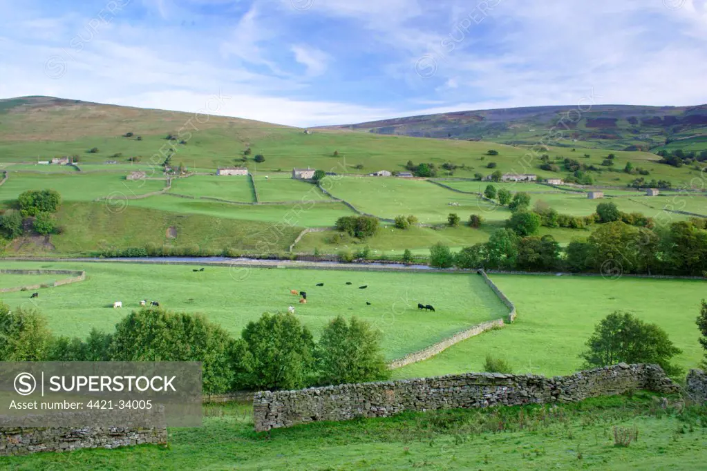 View of drystone walls, cattle grazing in pasture and river in valley, River Swale, Gunnerside, Swaledale, Yorkshire Dales N.P., North Yorkshire, England, october