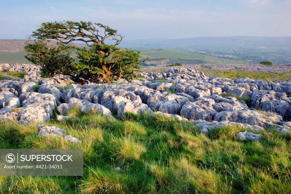 View of limestone pavement and hawthorn tree, Twistleton Scars, near Ingleborough, Ribblesdale, Yorkshire Dales N.P., North Yorkshire, England, august