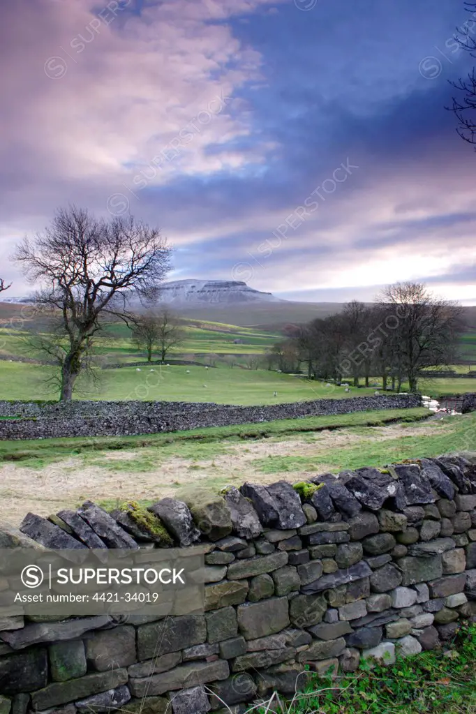 View of drystone walls, bare trees, sheep grazing in pasture and fell after light snow, Pen-y-ghent in distance, Horton-in-Ribblesdale, Ribblesdale, Yorkshire Dales N.P., North Yorkshire, England, november