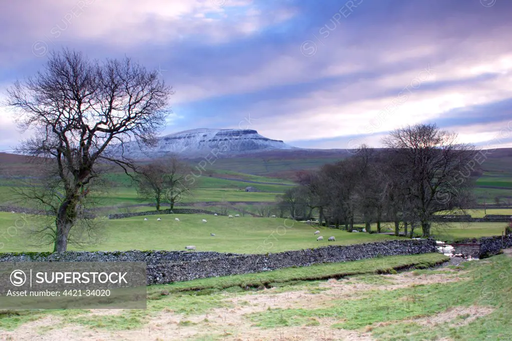 View of bare trees, drystone walls, sheep grazing in pasture and fell after light snow, Pen-y-ghent in distance, Horton-in-Ribblesdale, Ribblesdale, Yorkshire Dales N.P., North Yorkshire, England, november