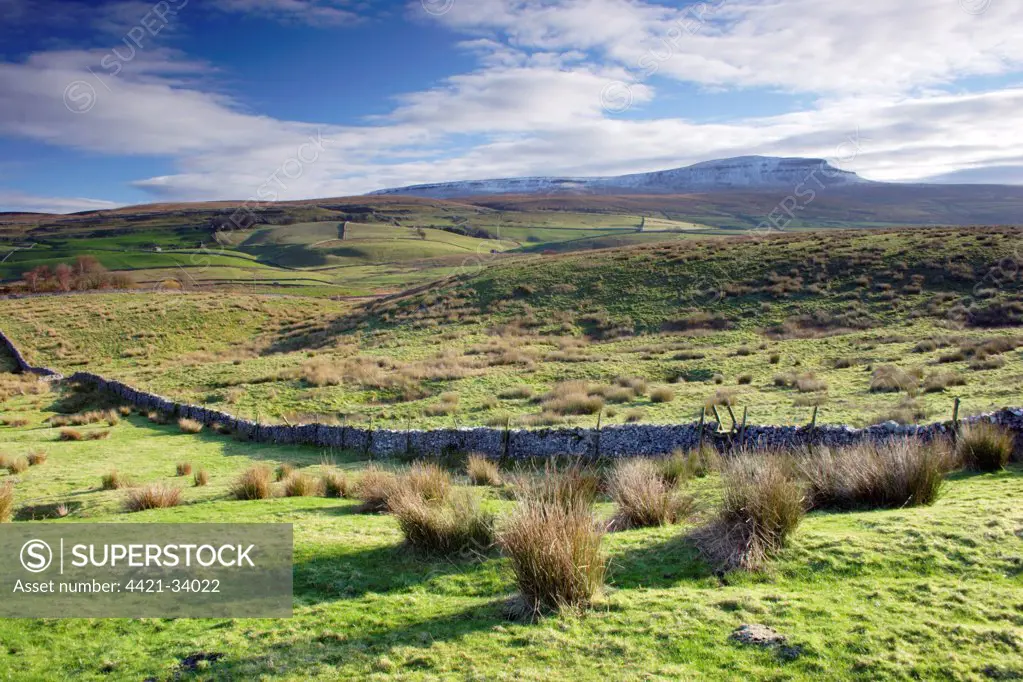 View of fell habitat with drystone wall, Pen-y-ghent in distance, Horton-in-Ribblesdale, Ribblesdale, Yorkshire Dales N.P., North Yorkshire, England, november