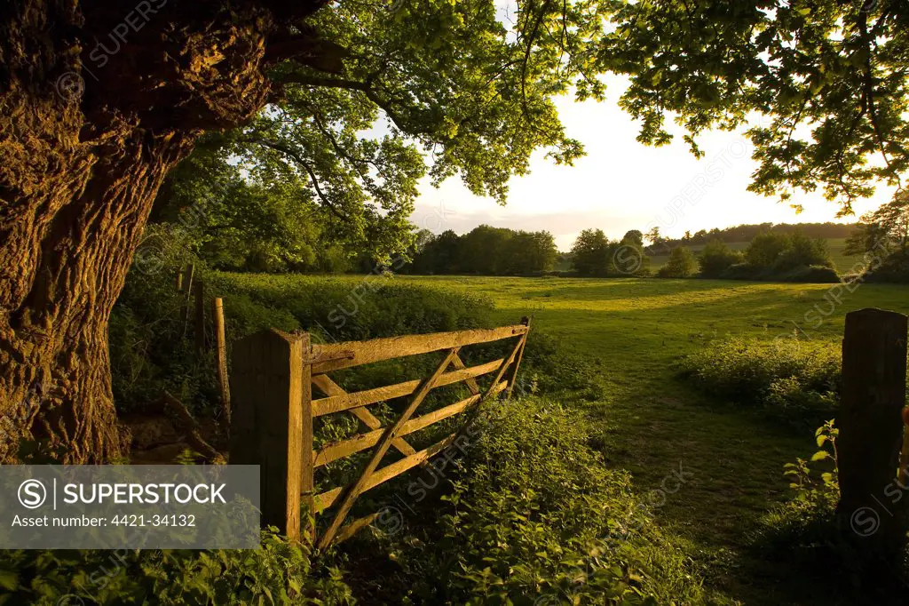 Wooden gate and oak tree at entrance to pasture in evening sunlight, Freston, Suffolk, England, may