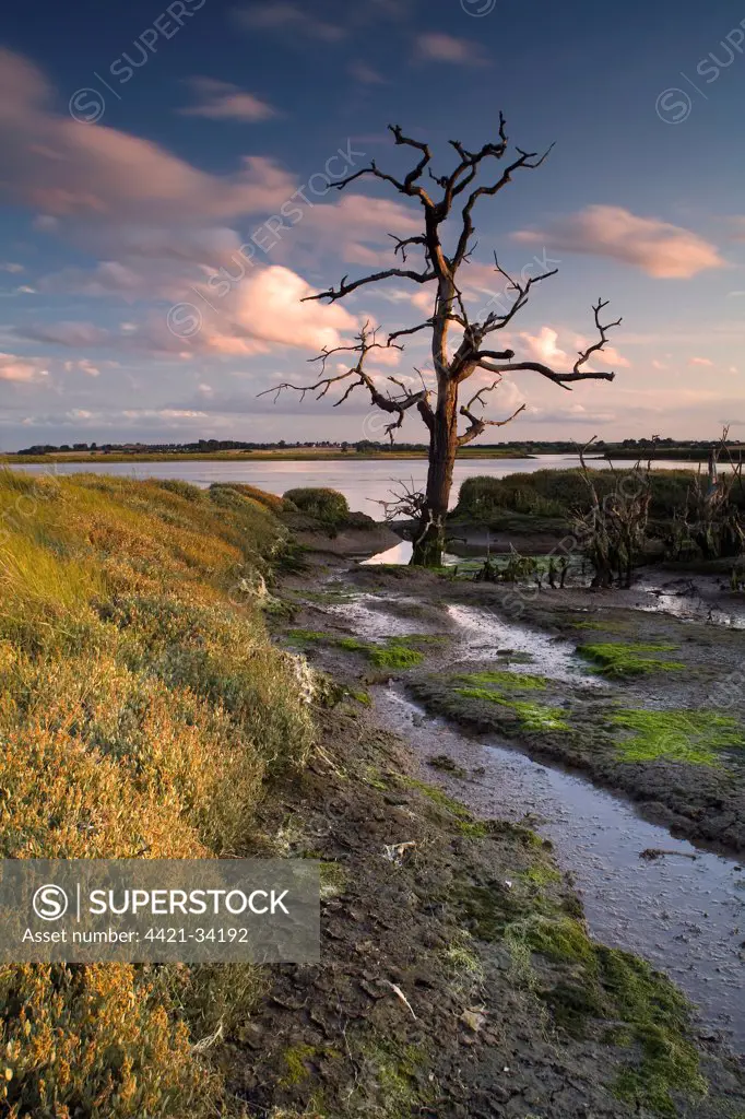 View of wetland habitat at sunset, created to mitigate against loss of Fagbury mudflats as result of expansion of Port of Felixstowe, Trimley Marshes Reserve, River Orwell, Suffolk, England, july
