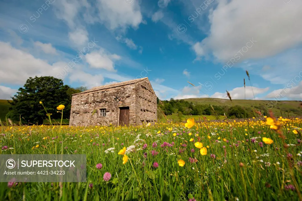 View of stone barn in wildflower meadow, Muker, Swaledale, Yorkshire Dales N.P., North Yorkshire, England, june