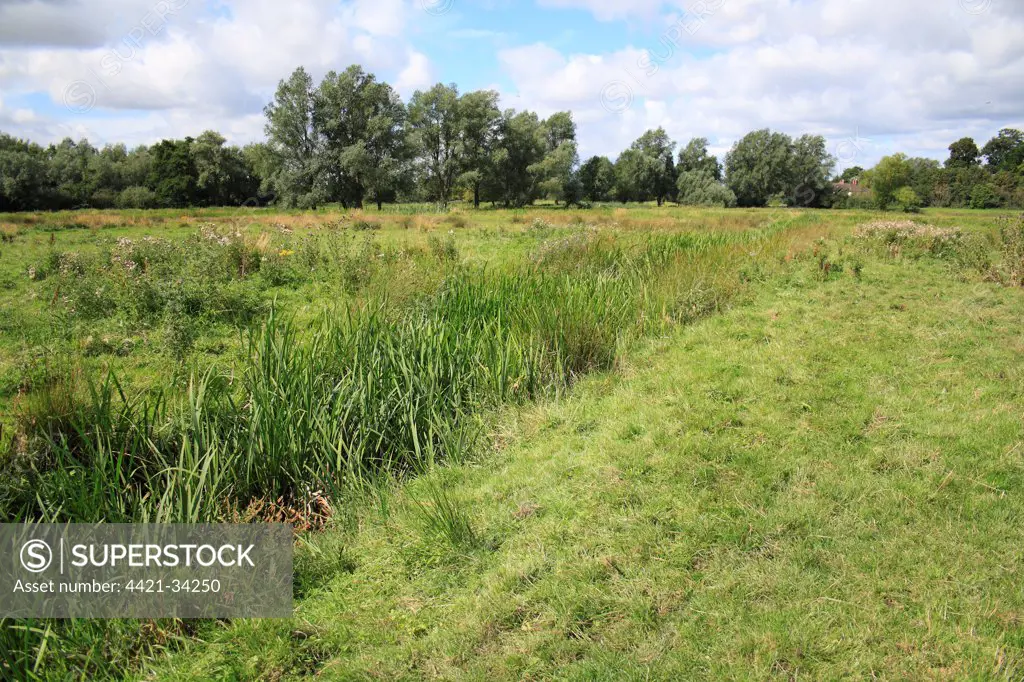 View of unimproved wet grazing meadow habitat, River Dove, Thornham Magna, Suffolk, England, august