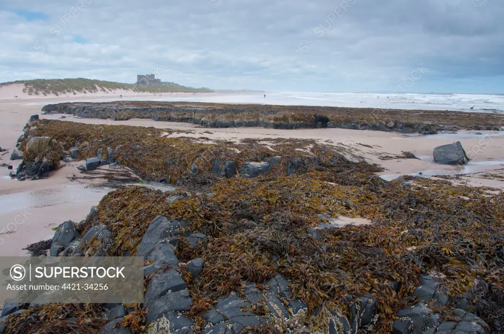 Rocks and seaweed on beach, with Bamburgh Castle in distance, Bamburgh, Northumberland, England, july