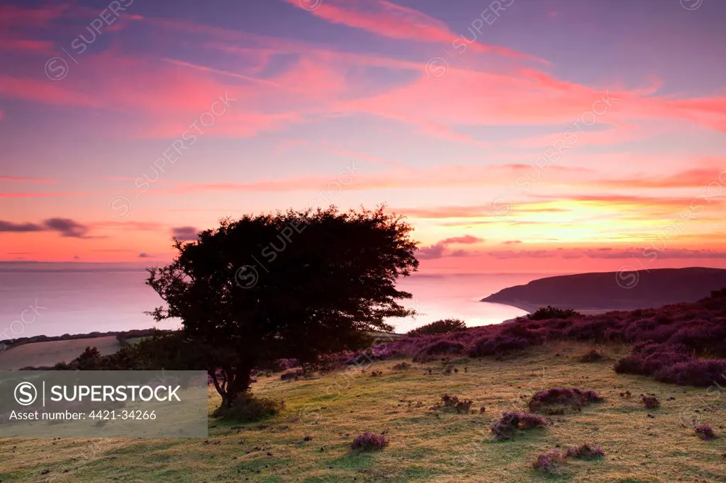 View of coastline at sunrise, with Porlock Bay and pebble ridge just visible in distance, Hurlstone Point, Porlock Hill, Exmoor N.P., Somerset, England, august
