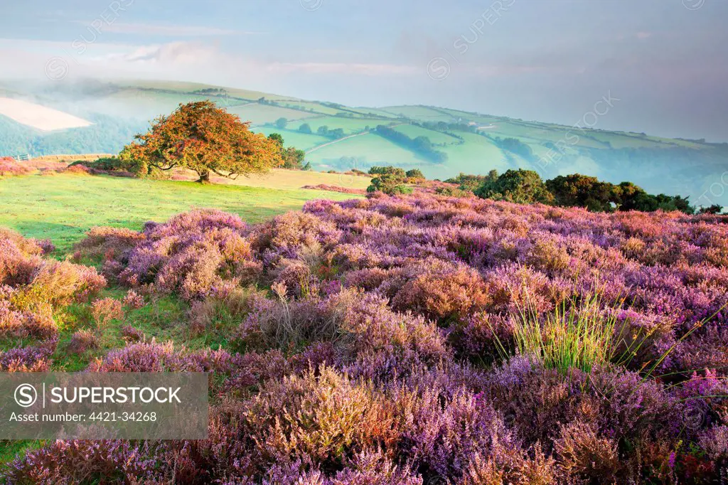View of flowering heather and hawthorn tree with distant sea mist at dawn, Porlock Hill, Culbone, Exmoor N.P., Somerset, England, september