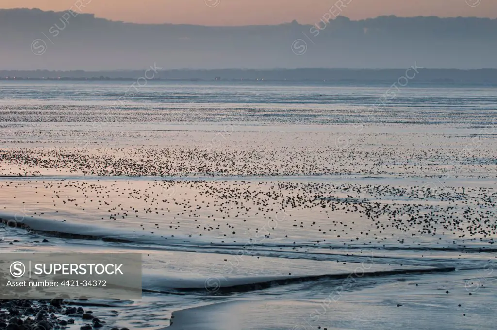 View of coastal mudflats with channels at sunset, Dungeness, Kent, England, june