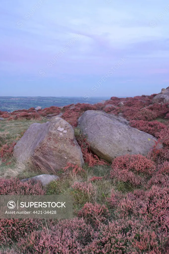 Gritstone rocks on heather moorland at dusk, Ilkley Moor (SSSI), Rombalds Moor, Ilkley, Wharfedale, West Yorkshire, England, september