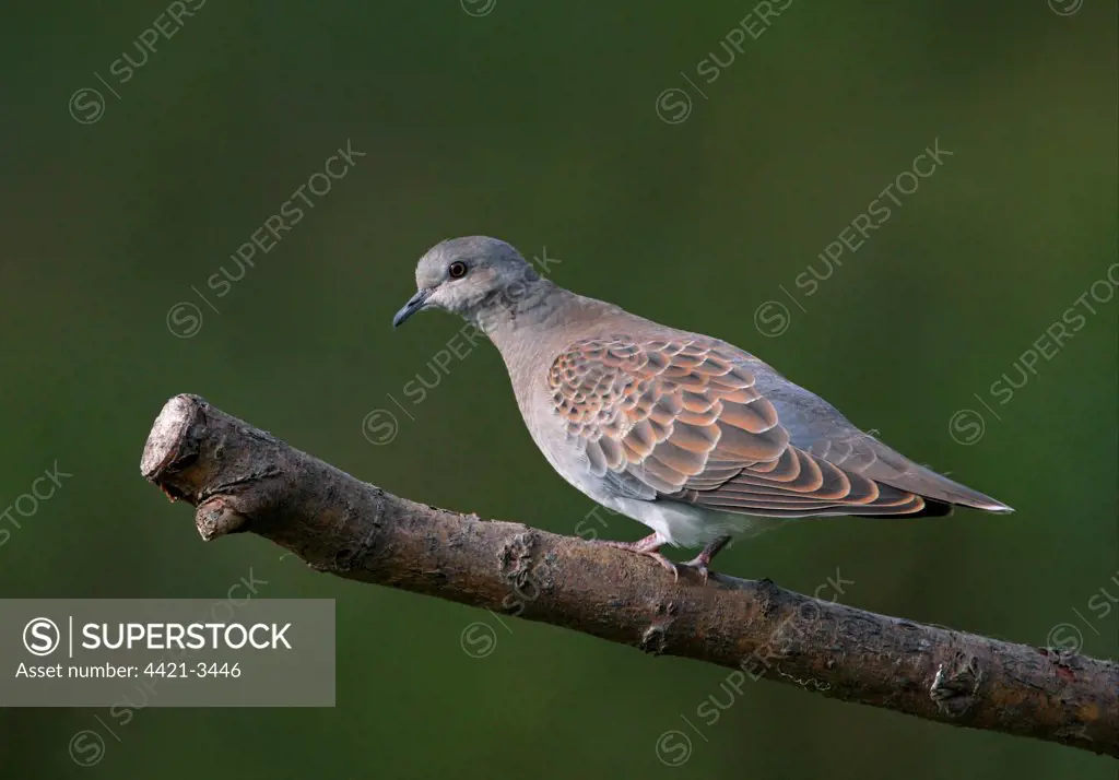 Eurasian Turtle-dove (Streptopelia turtur) juvenile, perched on branch, Norfolk, England, october
