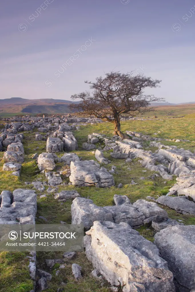 Limestone rocks and withered Common Hawthorn (Crataegus monogyna) tree at dusk, looking across valley towards Ingleborough, Winskill Stones, Ribblesdale, Yorkshire Dales N.P., North Yorkshire, England, january