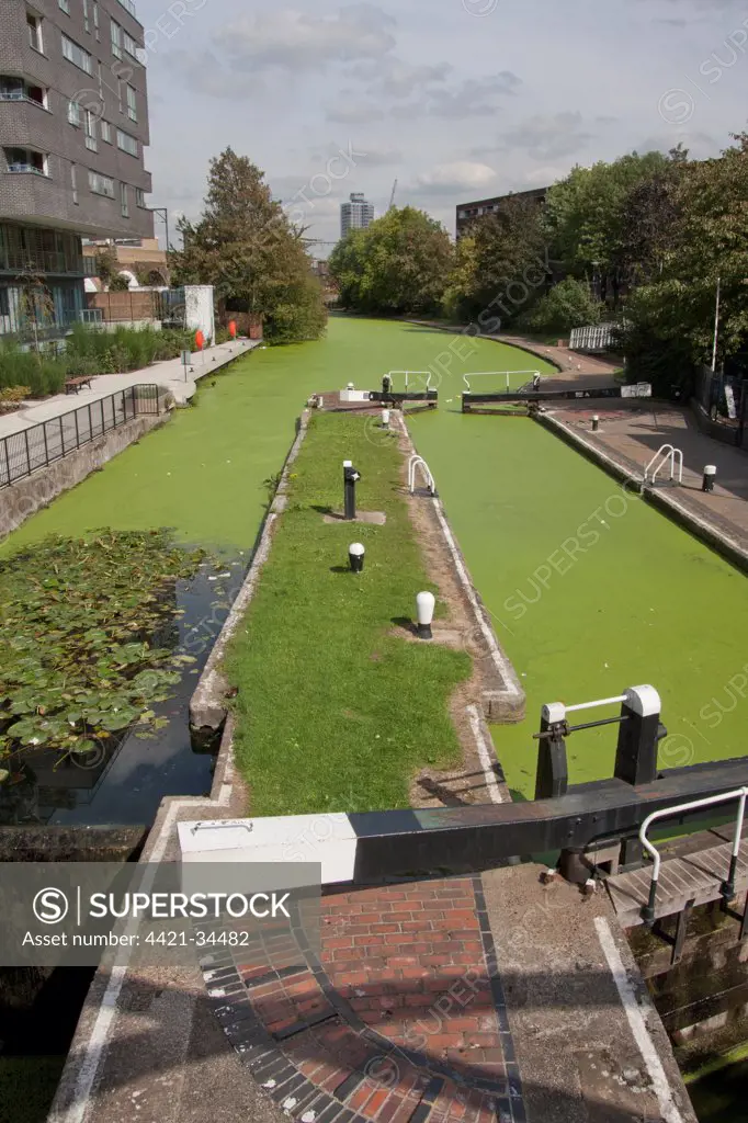 Lockgates with canal covered in green algae, Salmon Lane Lock, Regent's Canal, Tower Hamlets, London, England, september