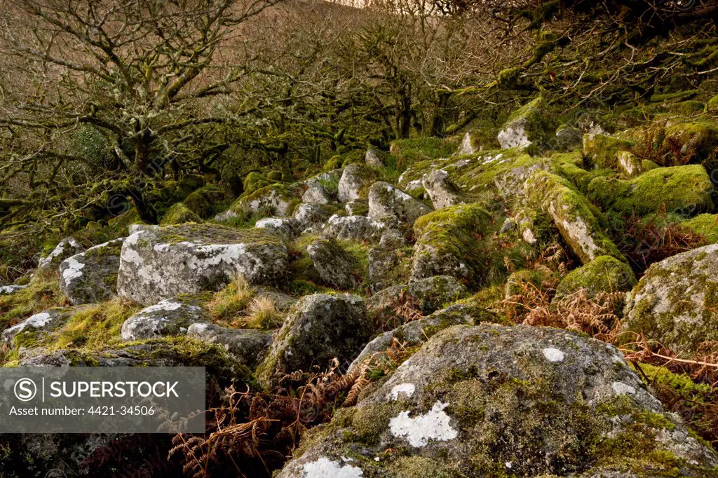 Moss covered boulders and stunted Common Oak (Quercus sp.) trees in moorland high altitude copse habitat, Wistman's Wood, Dartmoor N.P., Devon, England, january