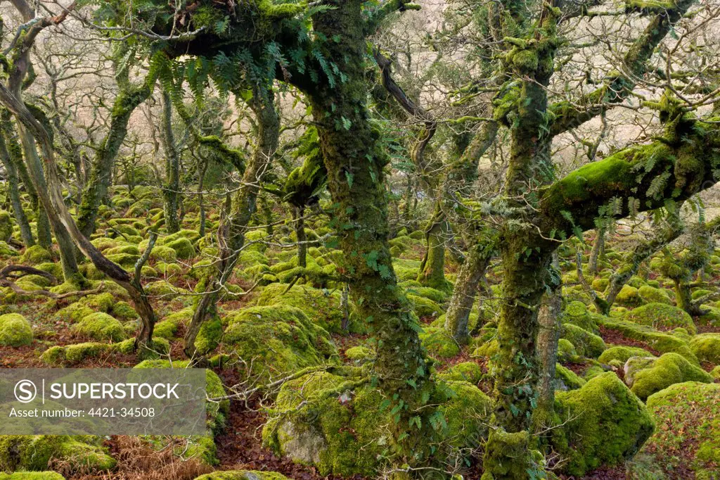 Ancient stunted Common Oak (Quercus sp.) trees growing amongst moss covered boulders in moorland copse habitat, Black-a-Tor Copse National Nature Reserve, West Okement River Valley, Dartmoor N.P., Devon, England, january