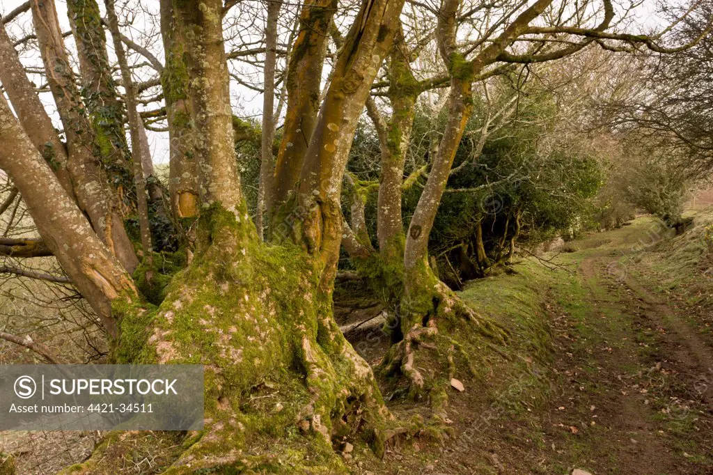 Ancient lane and hedgebank with coppiced trees, above Porlock, Exmoor N.P., Somerset, England, march