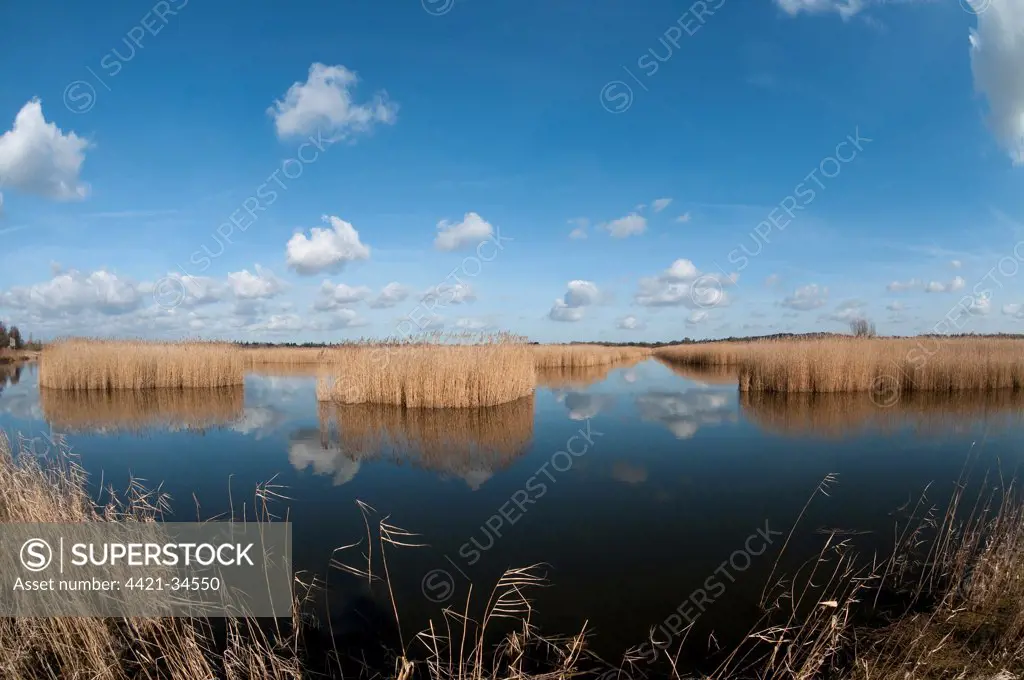 View of open water and reedbed habitat, Strumpshaw Fen RSPB Reserve, River Yare, The Broads N.P., Norfolk, England, february