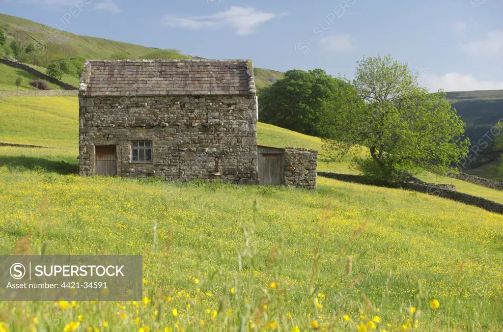 Stone barn in wildflower meadow, Muker, Swaledale, Yorkshire Dales N.P., North Yorkshire, England, june