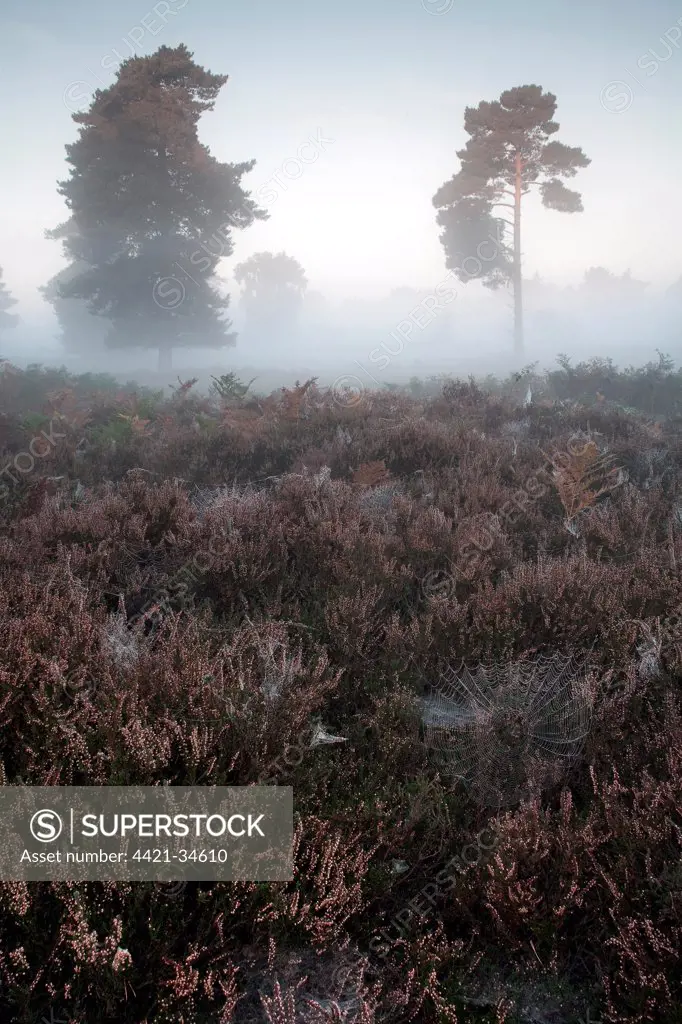 View of misty heathland habitat with spider webs and pine trees at dawn, Hollesley Common, Sandlings, Suffolk, England, october