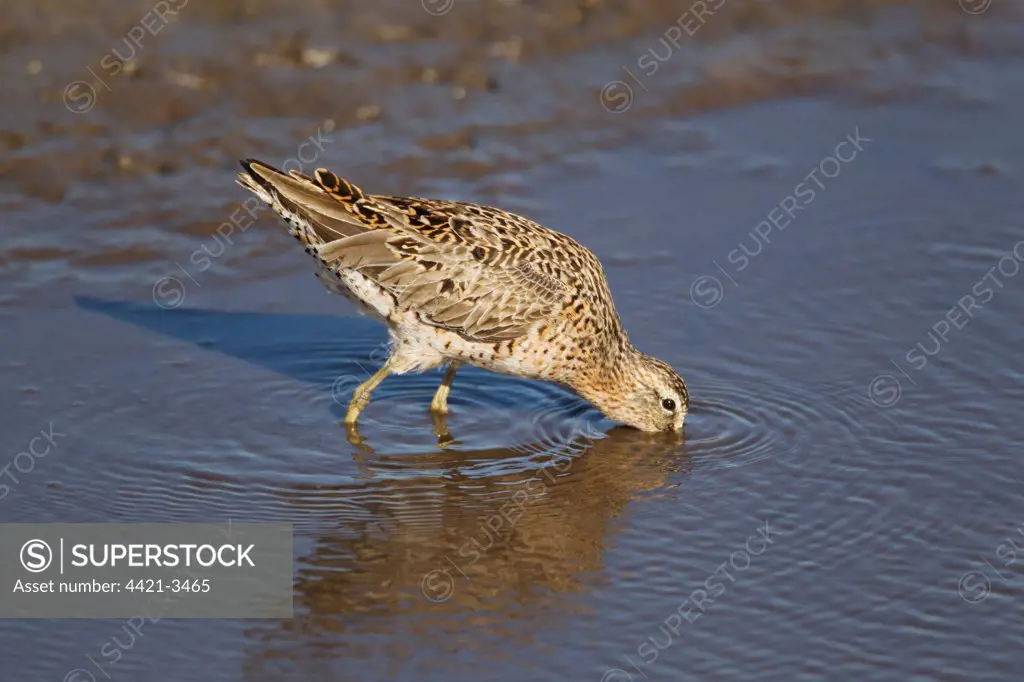 Short-billed Dowitcher (Limnodromus griseus) adult, breeding plumage, feeding in water, South Padre Island, Texas, U.S.A., april