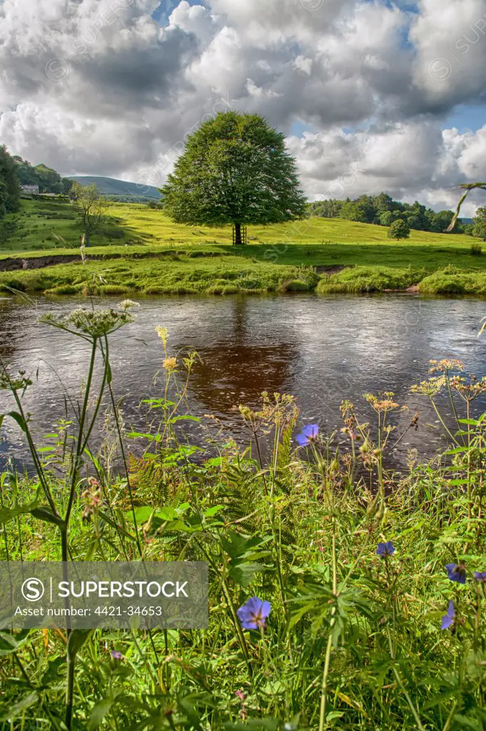 View of riverbank and river, River Hodder, Whitewell, Forest of Bowland, Lancashire, England, july
