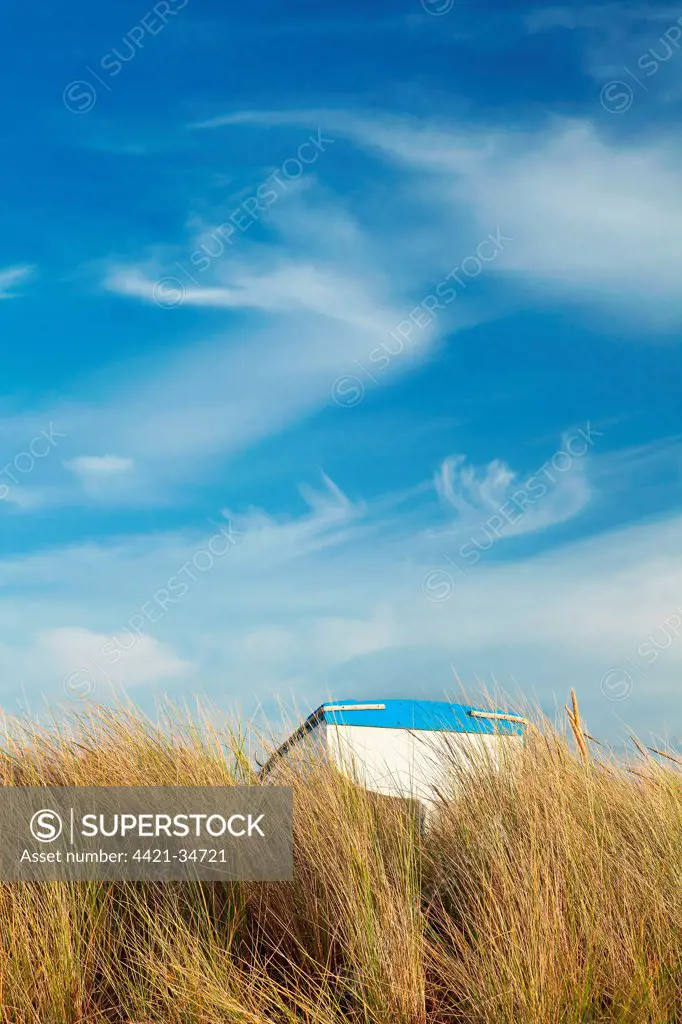 Small fishing boat amongst Marram Grass (Ammophila arenaria) under blue sky with cirrus clouds, Old Grimsby, Tresco, Isles of Scilly, England, september