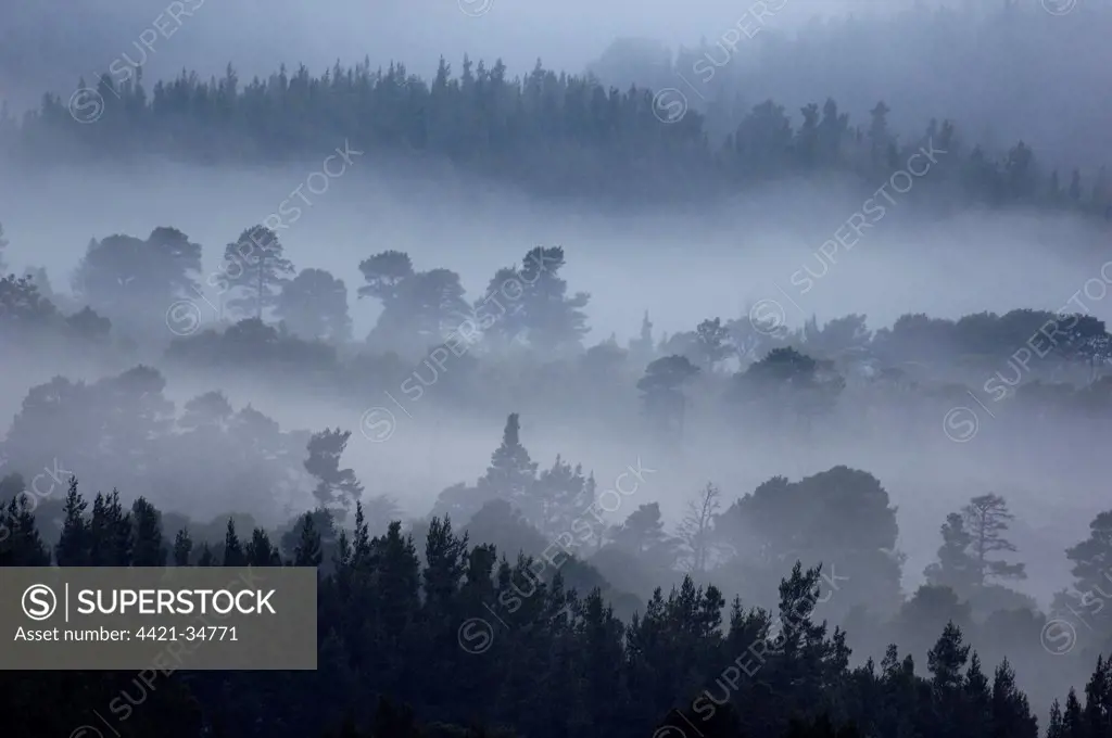 View of conifer forest shrouded in dawn mist, Rothiemurchus Forest, Cairngorms N.P., Highlands, Scotland, april