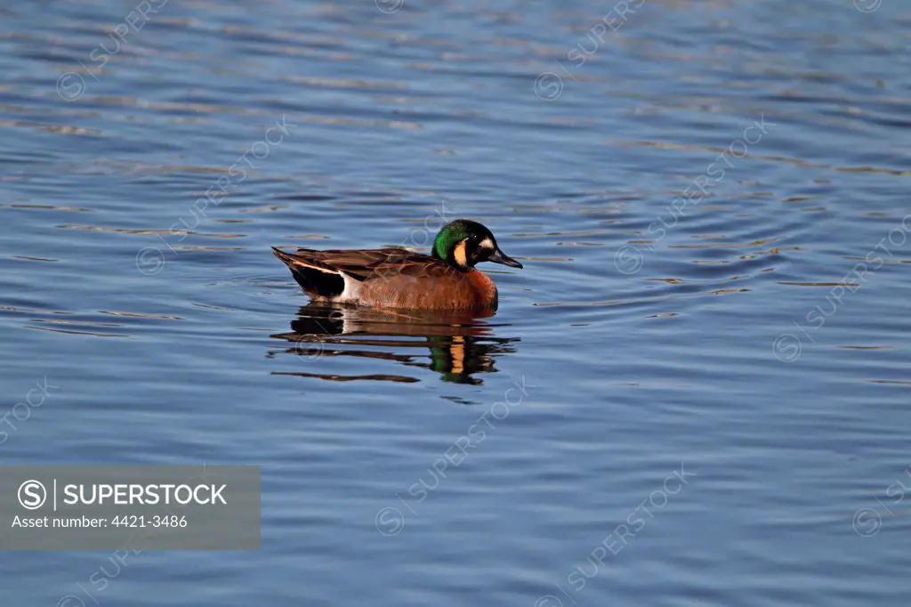 Baikal Teal (Anas formosa) x Blue-winged Teal (Anas discors) hybrid, escape from private collection, adult male, swimming on flooded former gravel pit, Rye Meads RSPB Reserve, Hoddesdon, Lea Valley, Hertfordshire, England, march