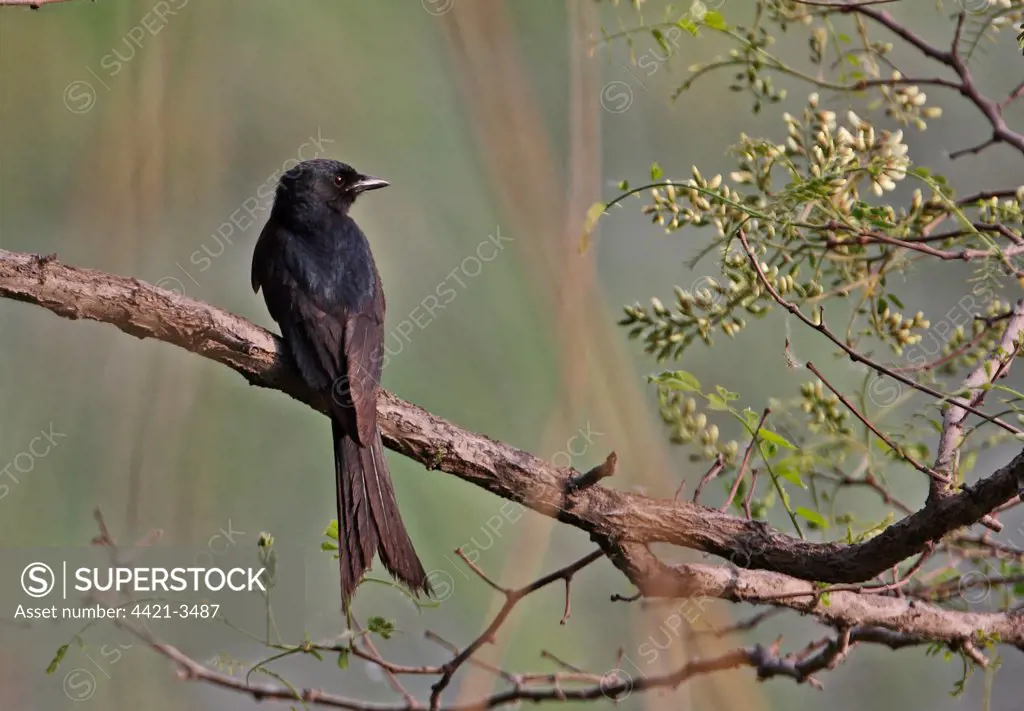 Black Drongo (Dicrurus macrocercus cathoecus) adult, perched on branch, Beidaihe, Hebei, China, may