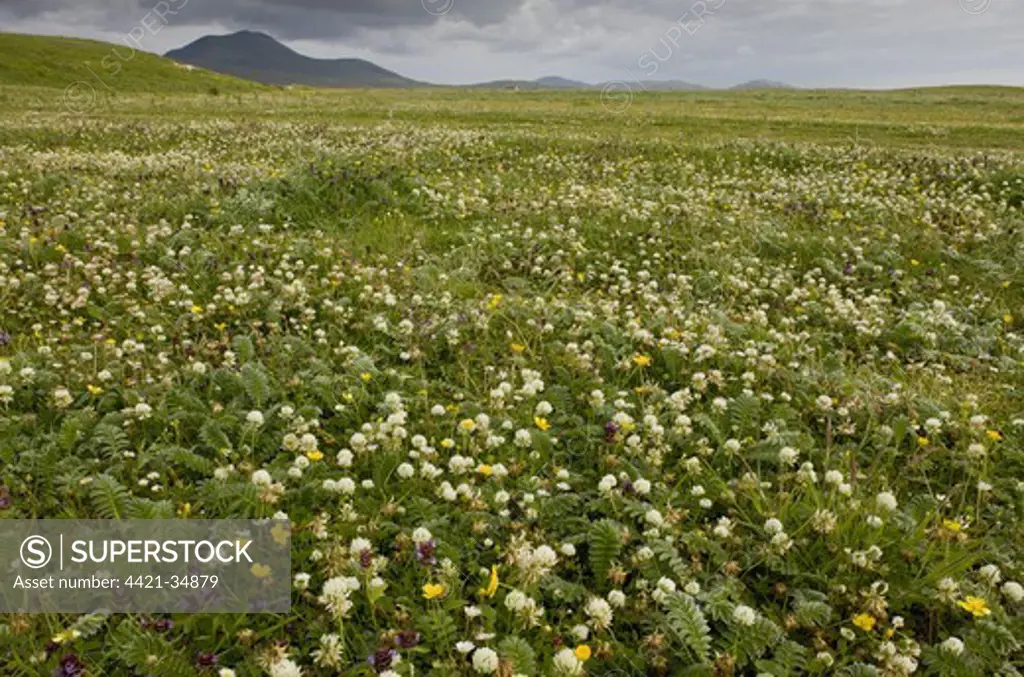 Machair with white clover, lady's bedstraw and self-heal, Ben More in distance, Howmore (Tobha Mor), South Uist, Outer Hebrides, Scotland