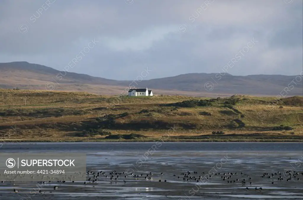 Remote cottage at edge of sea loch, Barnacle Goose (Branta leucopsis) flock in foreground, Loch Indaal, Islay, Inner Hebrides, Scotland