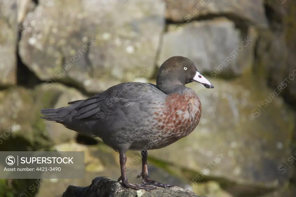 Blue Duck (Hymenolaimus malacorhynchus) adult, standing on rock, Arundel W.W.T. (captive)