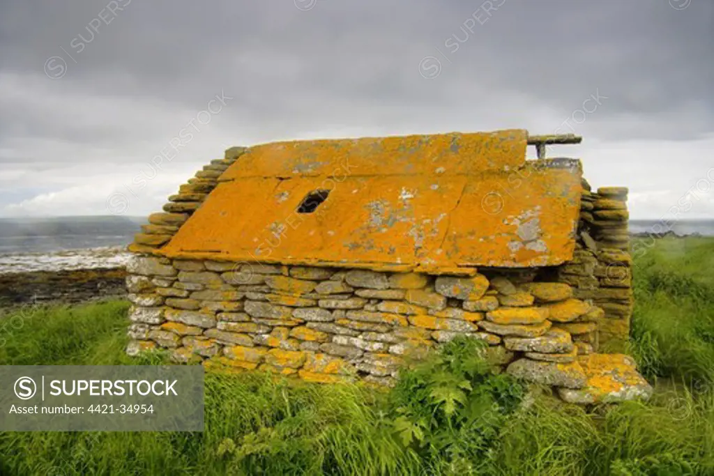 Abandoned farm building covered with lichen, Rerwick Head, Mainland, Orkney, Scotland, june