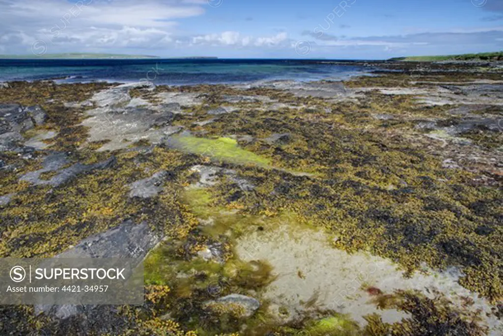 Seaweed in rockpool at low tide, Burray, Orkney, Scotland, june