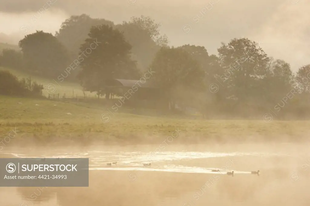 View of ducks on river in mist, River Wye, near Tintern, Wye Valley, Monmouthshire, Wales