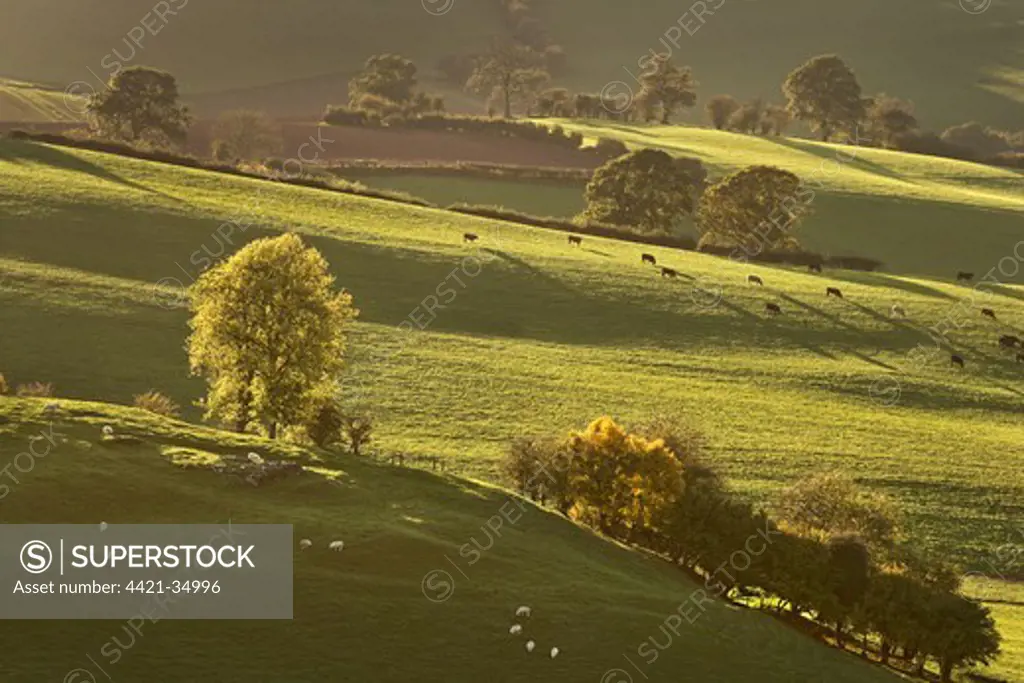 View of farmland in early evening, pasture with sheep and cattle grazing, Cobbler's Plain, Monmouthshire, Wales
