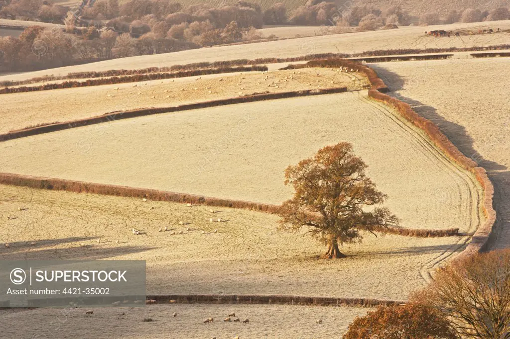 View of farmland with trees, hedgerows, frost covered pasture and sheep at dawn, near Monmouth, Monmouthshire, Wales, winter