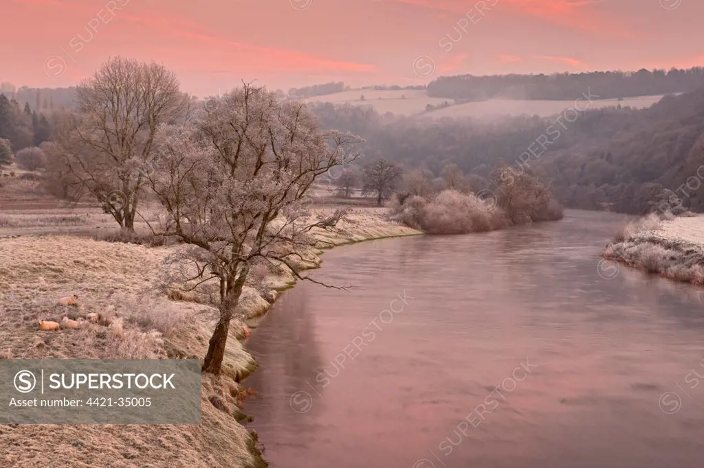 View of river at dawn, sheep on frosty pasture, Bigsweir, River Wye, Wye Valley, Monmouthshire, Wales, winter