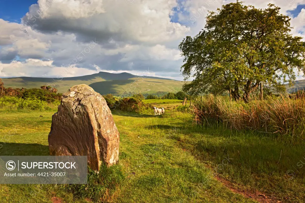 Standing stone and sheep on commonland, Penyfan in distance, Mynydd Illtyd Common, Brecon Beacons N.P., Powys, Wales, spring