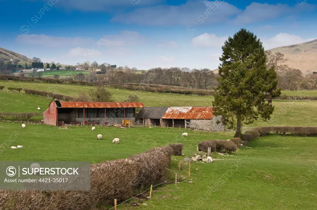 View of farmland with sheep grazing in pasture and barns, Llanrhaeadr-ym-Mochnant, Powys, Wales, april