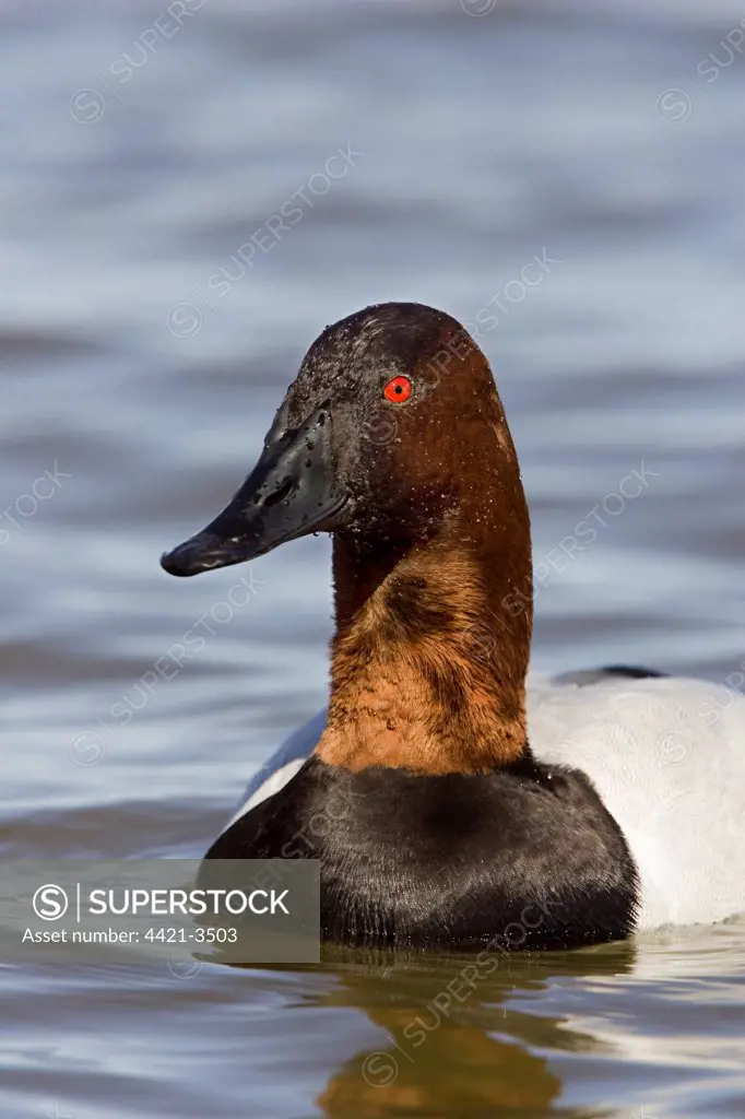Canvasback (Aythya valisineria) adult male, close-up of head, swimming, U.S.A.