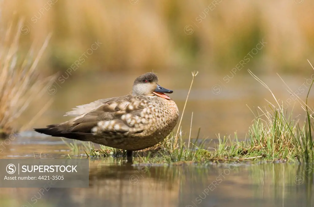 Crested Duck (Lophonetta specularioides) adult, calling, standing in water, Tierra del Fuego, Argentina, november