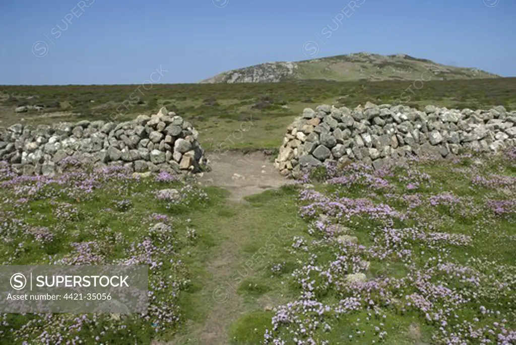 Path through drystone wall with Thrift (Armeria maritima) flowering, Ramsey Island, St. David's Peninsula, Pembrokeshire, Wales, june
